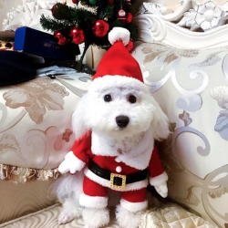 竉物聖誕老人衫 (直立趣怪服飾)